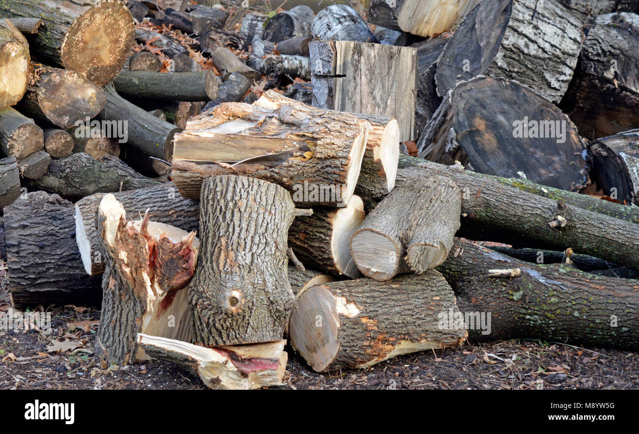 Pile de grumes coupées et brisée en cours d'installation pour bois de chauffage Banque D'Images