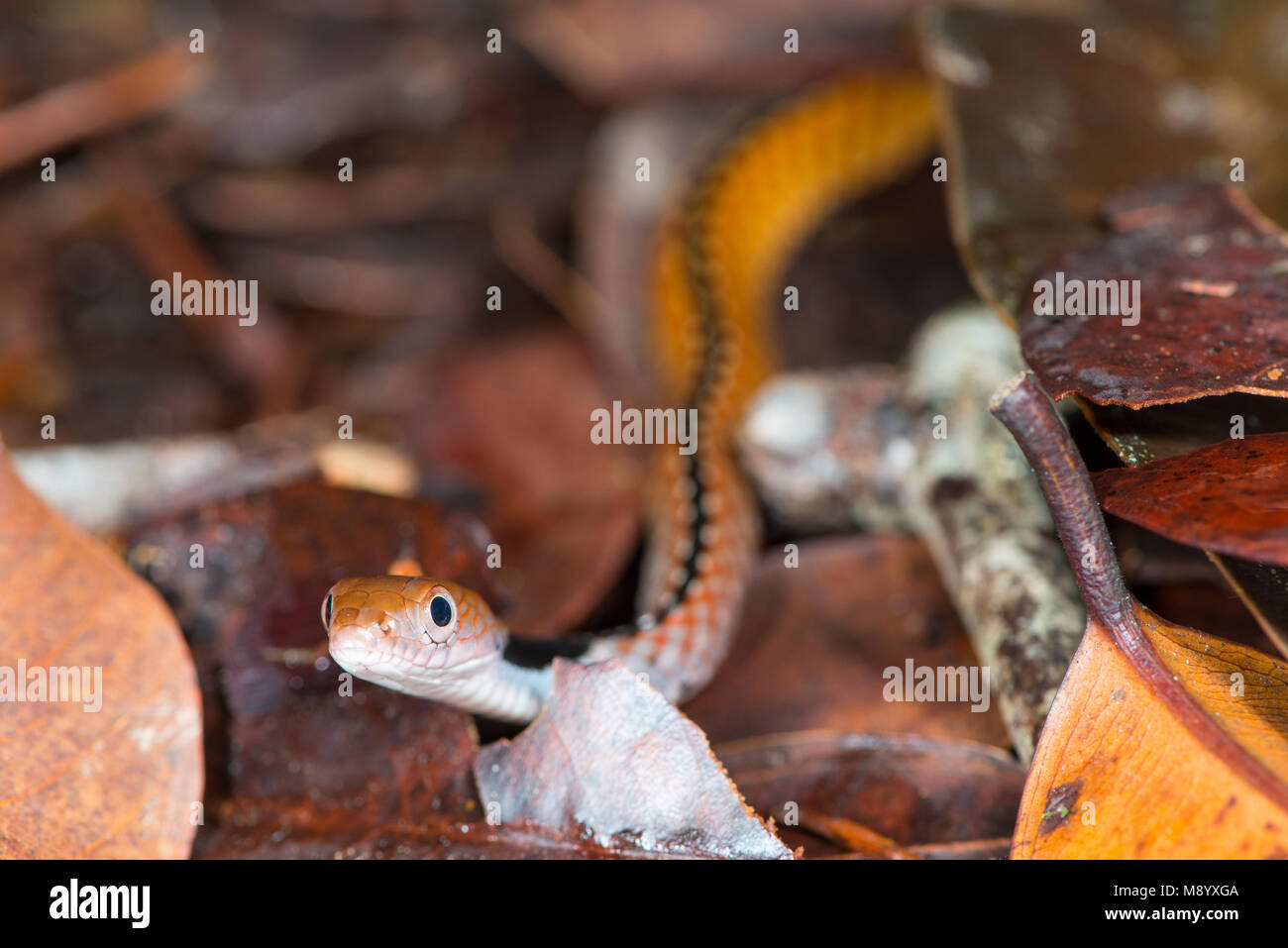 Serpent d'eau à col bleu juvénile, rhodomelas Maliau Macropisthodon, bassin, Sabah, Malaisie, Bornéo, Banque D'Images