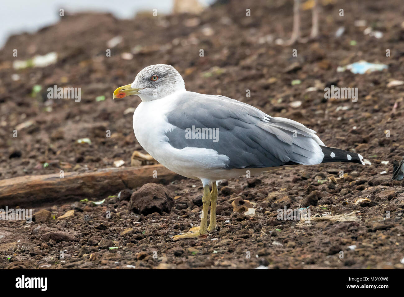 Îles de l'Atlantique adulte Gull assis sur le poste de vidange de Corvo. Octobre 2016. Banque D'Images