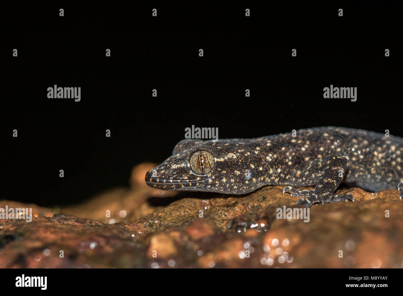 Brook's Gecko | Amboli, Maharashtra Banque D'Images