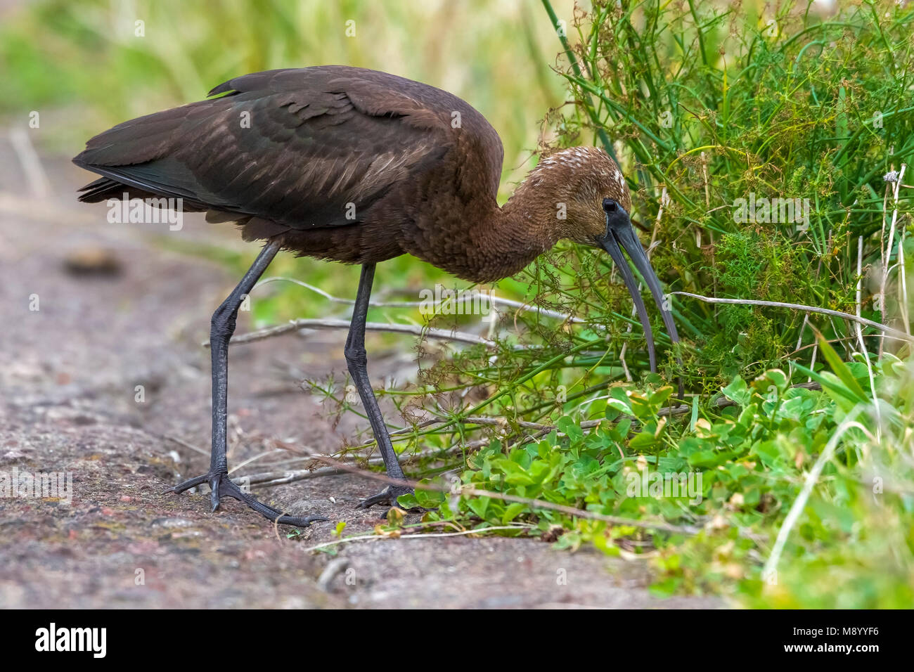 Image oiseaux fait par Vincent Legrand Banque D'Images