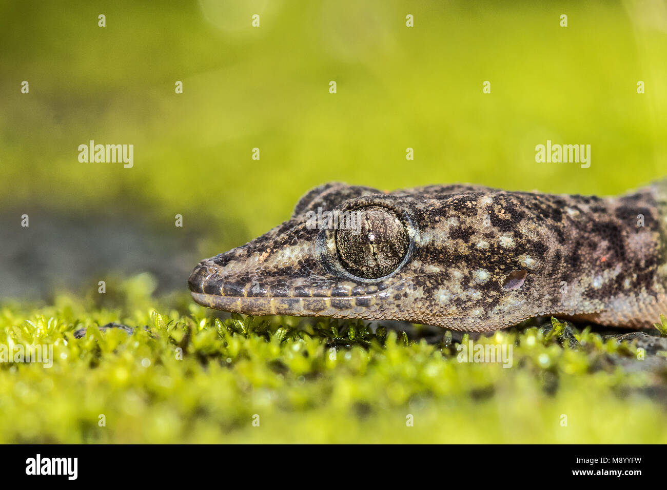 Brook's Gecko | Amboli, Maharashtra Banque D'Images