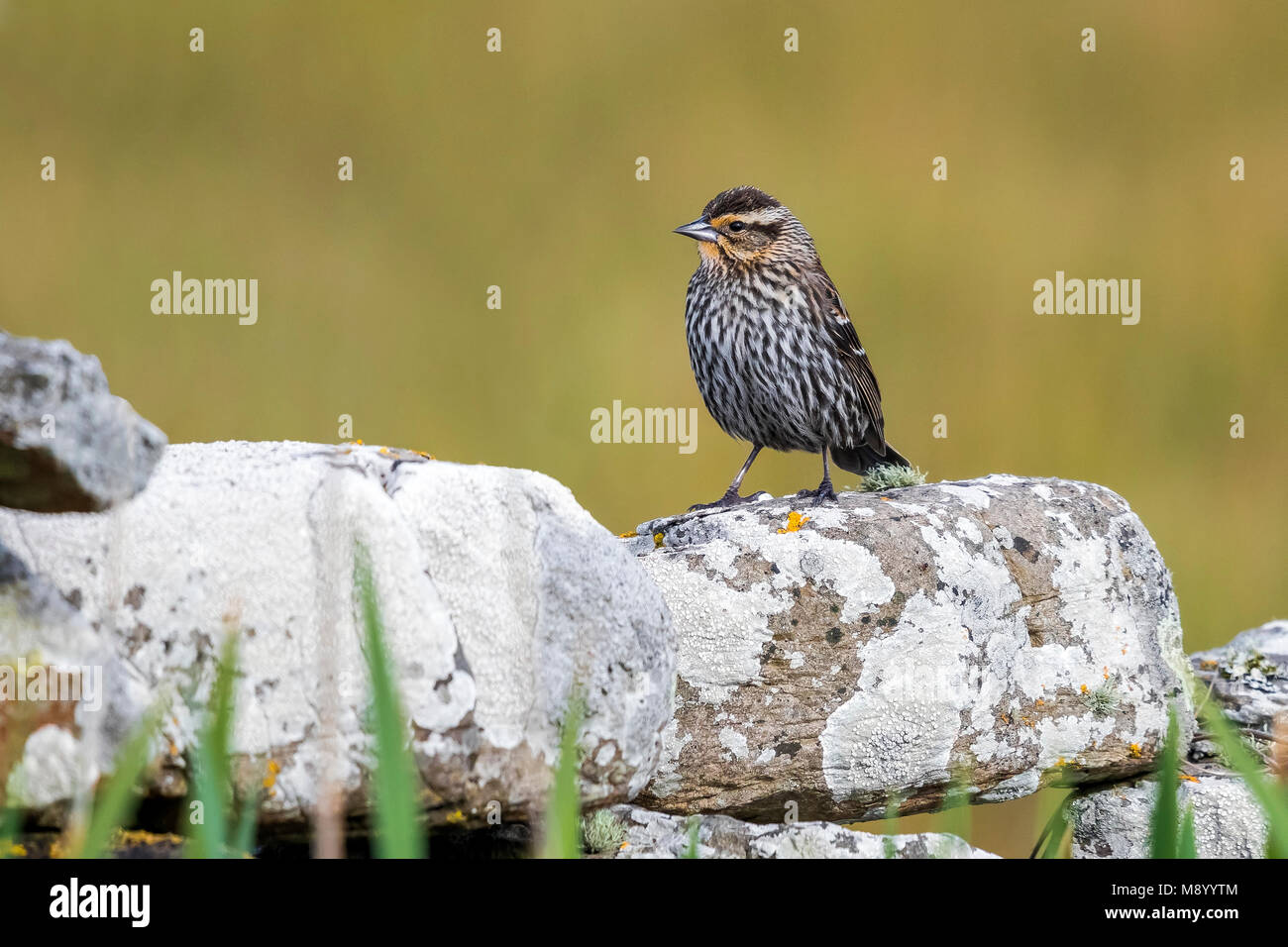 Carouge à épaulettes femelle perchée sur un mur en Amérique du Ronaldsay, Orkney Islands. 14 mai, 2017. Banque D'Images