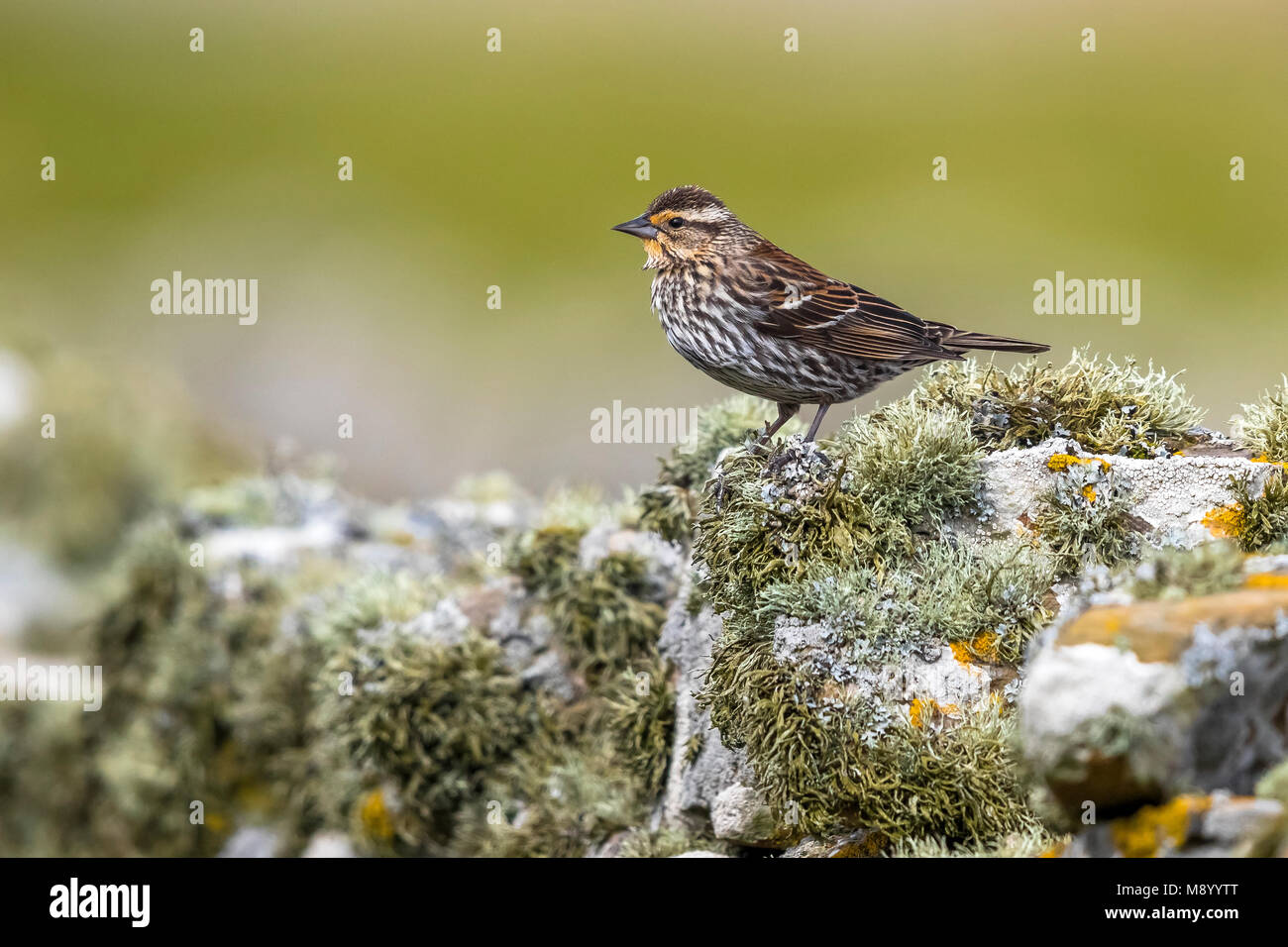 Carouge à épaulettes femelle perchée sur un mur en Amérique du Ronaldsay, Orkney Islands. 14 mai, 2017. Banque D'Images