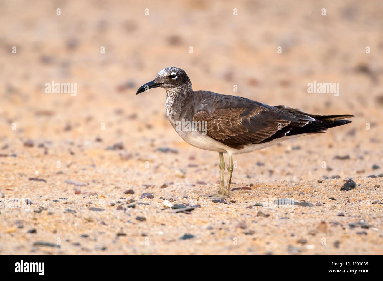 1White-eyed Gull près de Hurgadah dump, l'Égypte. Banque D'Images