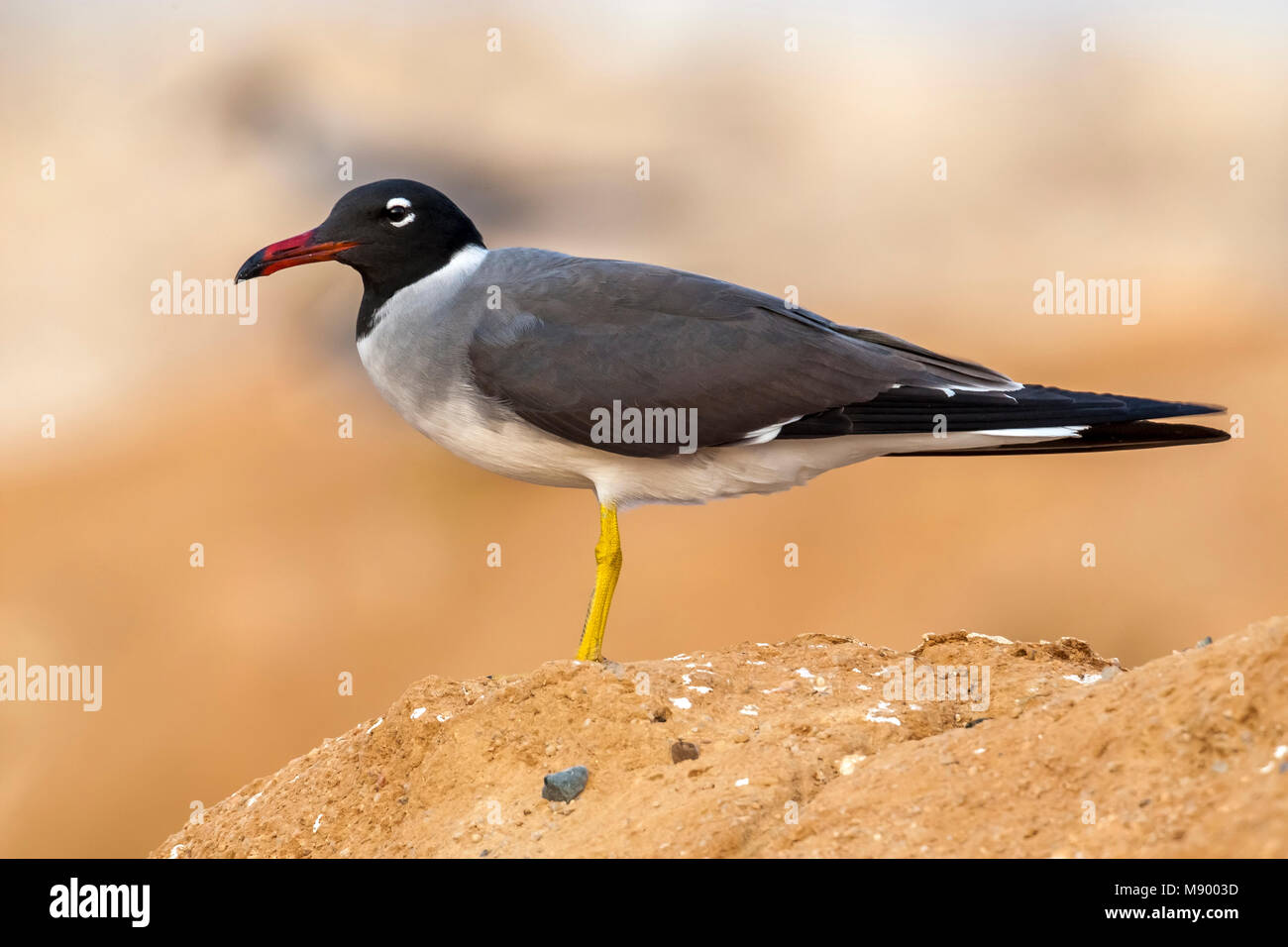 Hot White-eyed Gull près de Hurgadah dump, l'Égypte. Banque D'Images