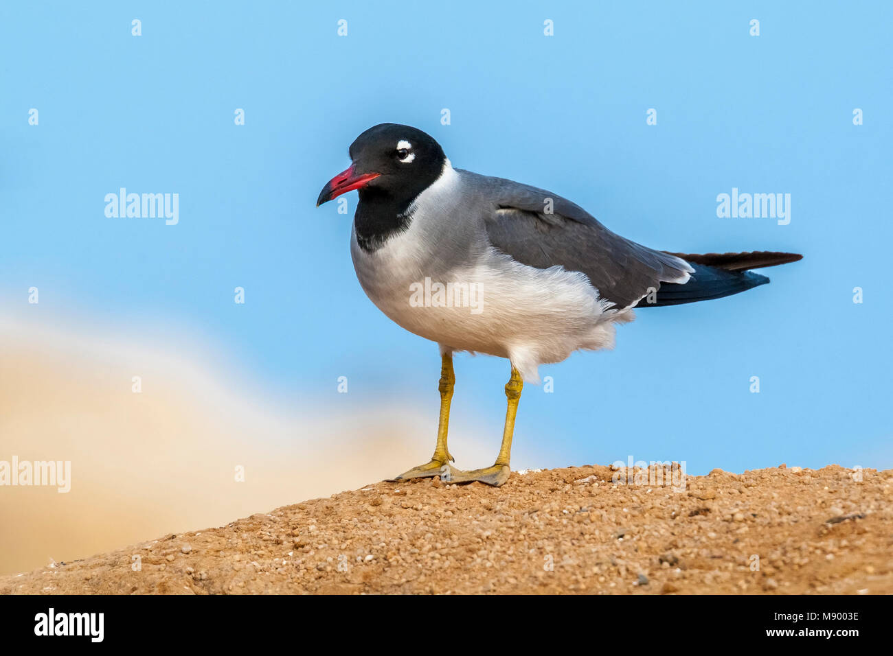 Hot White-eyed Gull près de Hurgadah dump, l'Égypte. Banque D'Images