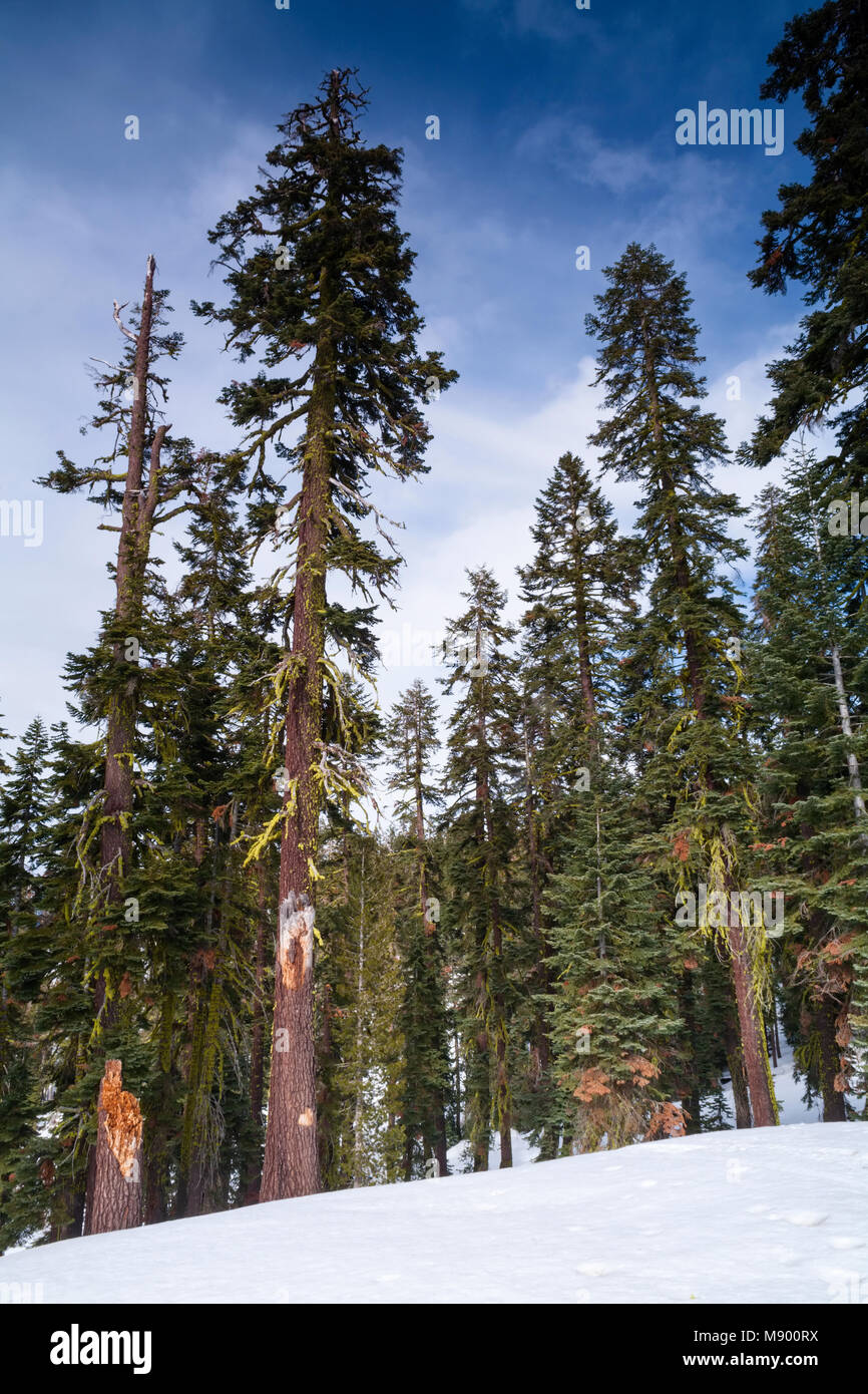 Sapins rouge Abies magnifica dans Eldorado National Forest, Californie, USA. Banque D'Images