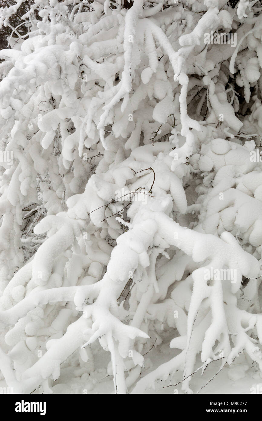 Arbre couvert de neige des branches, Chipping Campden, les Cotswolds, Gloucestershire, Angleterre, Royaume-Uni, Europe Banque D'Images