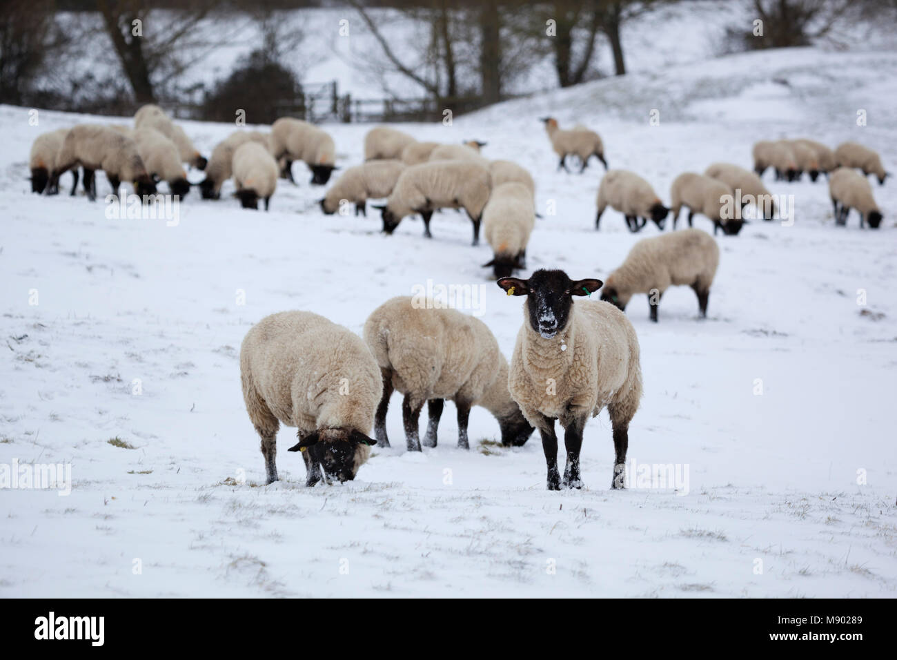Face noire des moutons dans le champ couvert de neige, Chipping Campden, Cotswolds, Gloucestershire, Angleterre, Royaume-Uni, Europe Banque D'Images