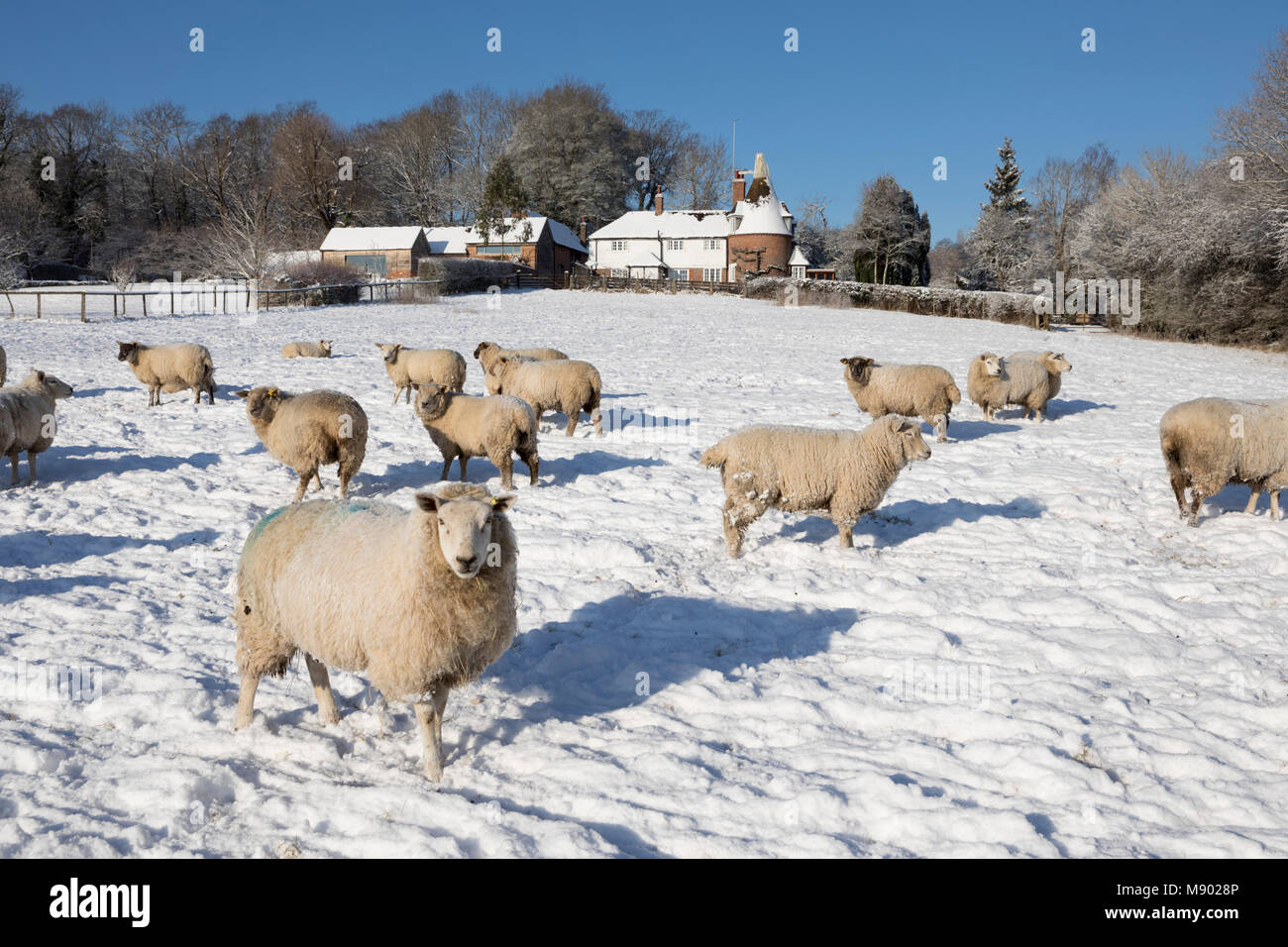 Ancienne maison Oast avec des moutons dans le champ couvert de neige provenant de sentier public, Burwash, East Sussex, Angleterre, Royaume-Uni, Europe Banque D'Images
