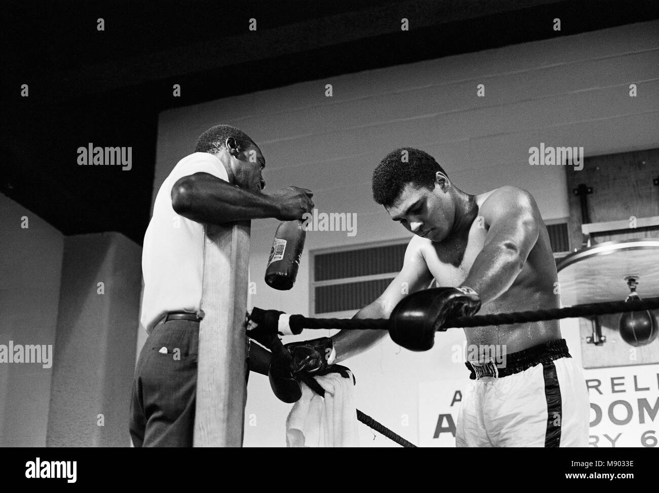 Muhammad Ali et Ernie Terrell se sont réunis pour mettre fin à la confusion quant à savoir qui était le champion du légitime. Avant le combat, Terrell à plusieurs reprises appelé Ali par son nom de naissance. Il a expliqué plus tard qu'il avait connu pendant des années dans l'argile les amateurs et n'avait pas l'habitude de l'appeler un autre nom. Ali a eu infraction au présent, comme il l'avait dans un précédent combat avec légende anneau où Floyd Patterson Patterson a choisi d'appeler Ali 'argile." Ali a dit qu'il punirait Terrell comme il l'avait puni Patterson. Ali a remporté une décision disproportionnée 15 tables rondes, à récupérer le championnat incontesté. (Photo) Ali avec formateur dans le g Banque D'Images