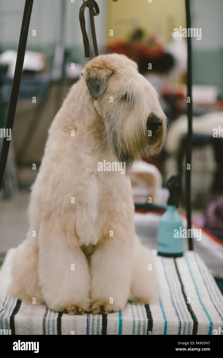 Celtic Classic Dog Show Wheaten Terrier à une station de toilettage Banque D'Images