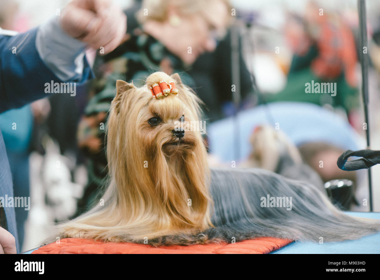 Celtic Classic Dog Show 2018 groupe toy Yorkshire Terrier Banque D'Images