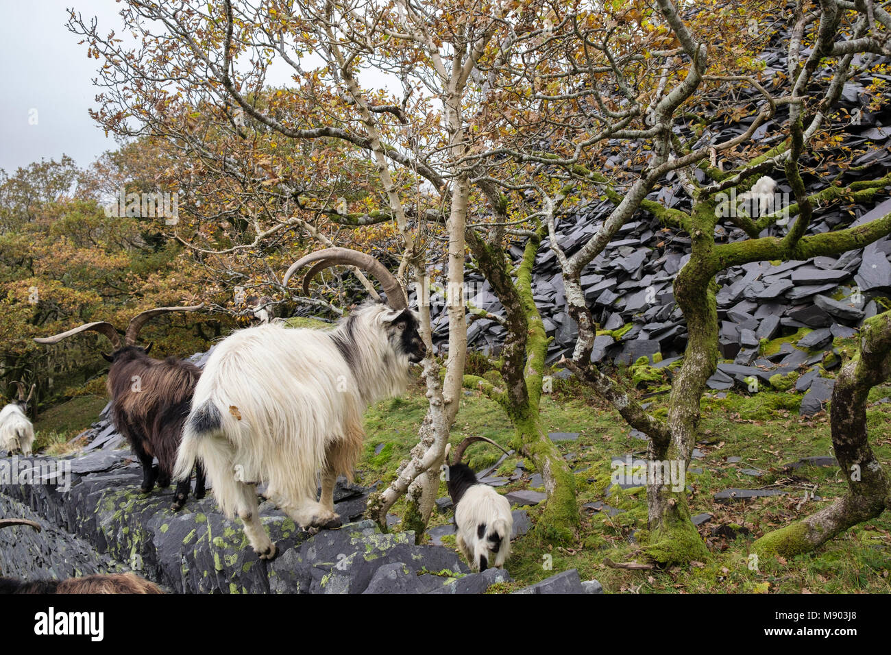 Troupeau de chèvres sauvages sauvages dans Dinorwig ardoise sur Elidir Fawr dans le parc national de Snowdonia (Eryri), Llanberis, Gwynedd, Pays de Galles, Royaume-Uni, Angleterre Banque D'Images
