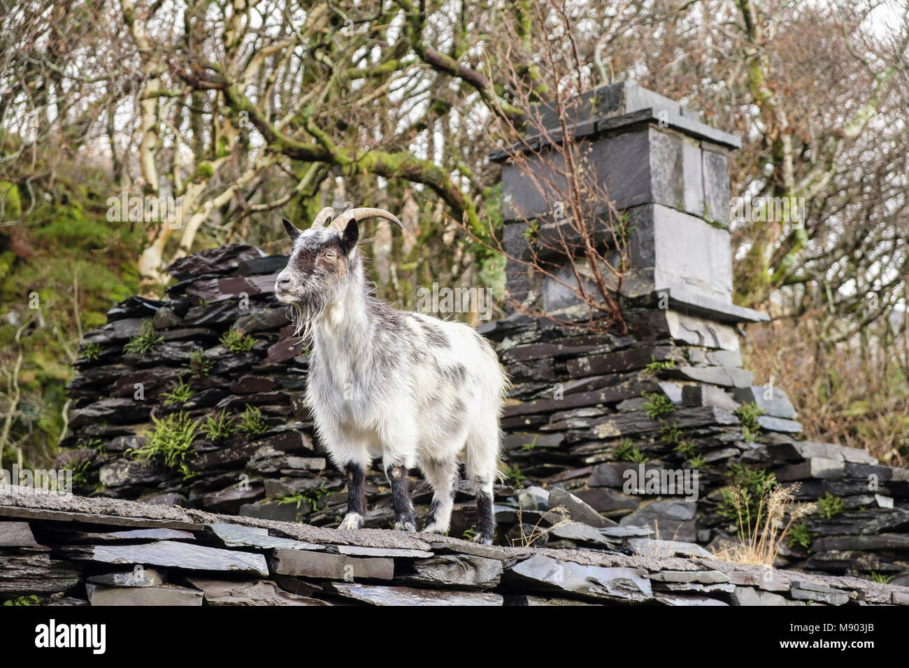 Chèvre sauvage sauvage sur les ruines des cottages de carriers dans Dinorwig ardoise sur Elidir Fawr dans le parc national de Snowdonia), Llanberis Gwynedd au Pays de Galles UK Banque D'Images