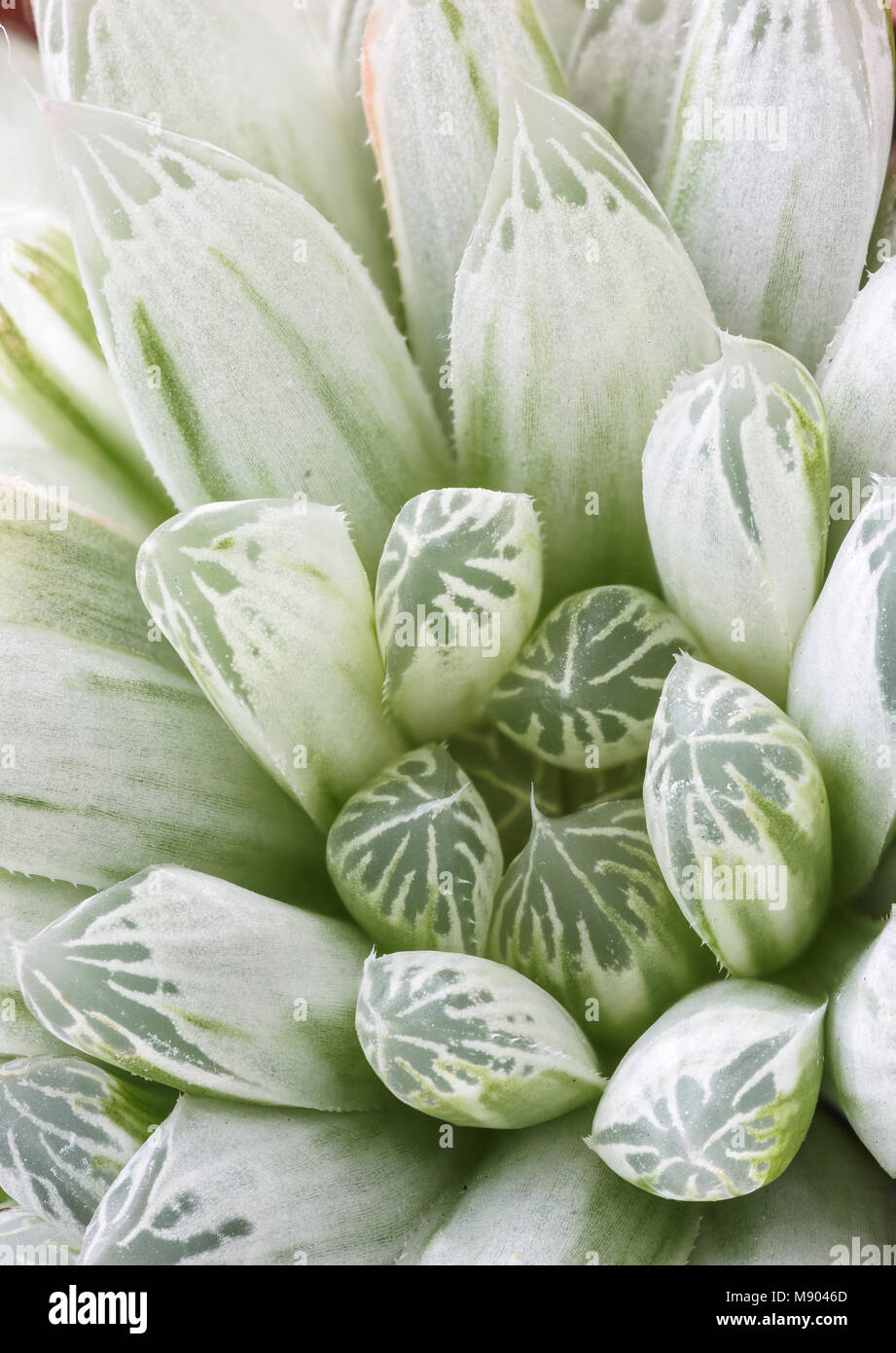 Haworthia Cooperi Variegata Cv Silver Swirls Une Petite Plante Succulente Dans L Asphodele La Famille Asphodelaceae En Provenance D Afrique Du Sud Et Largement Cultivat Photo Stock Alamy