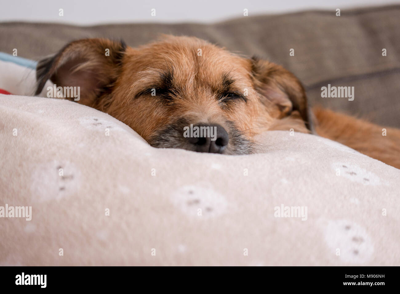 Détente chien sur le canapé Banque D'Images