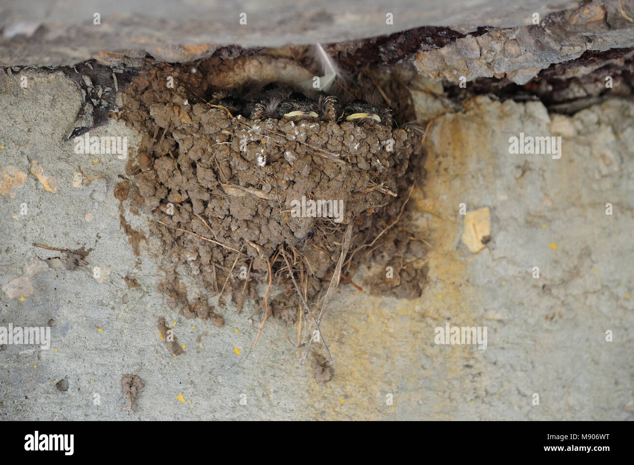 La sieste de l'hirondelle rustique (Hirundo rustica) chick's dans le nid d'argile, en attente de l'arrivée de parents avec de la nourriture. Banque D'Images