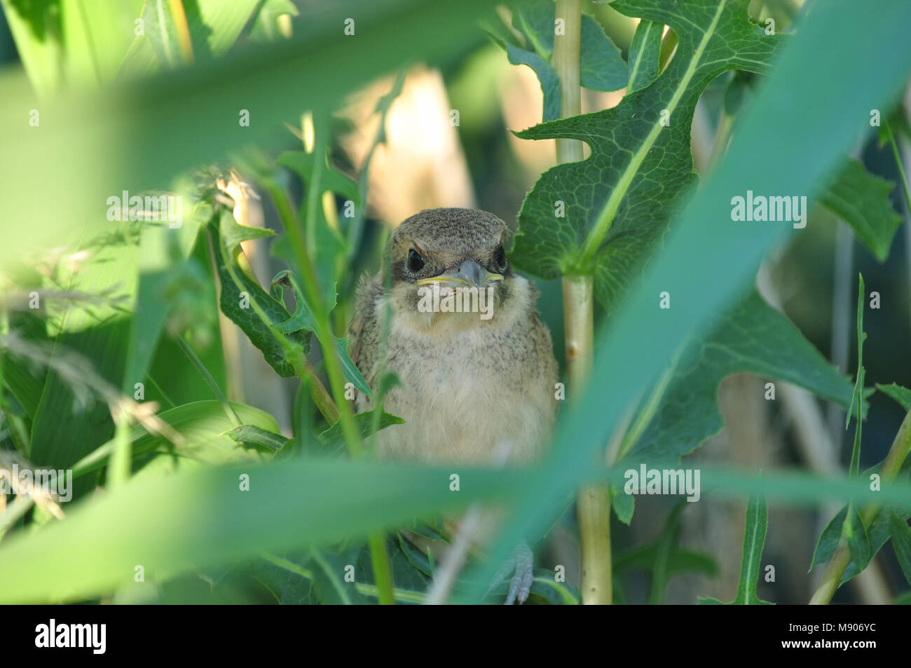 Pie-grièche écorcheur (Lanius collurio) chick se cache dans l'herbe verte (grands yeux, bec jaune). Banque D'Images