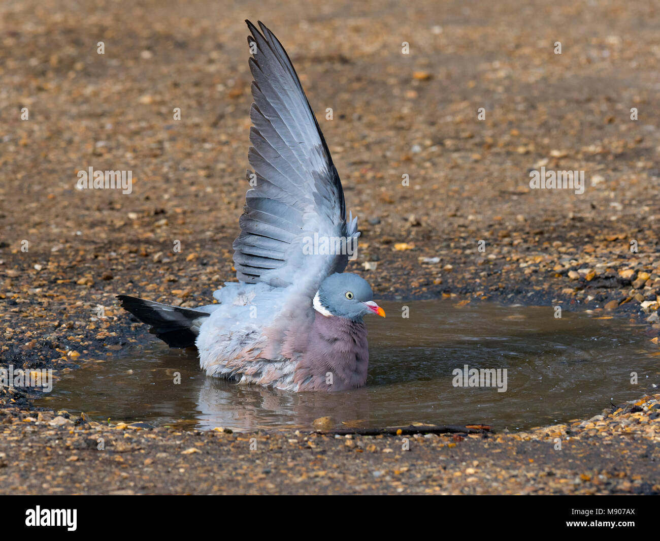 Pigeon ramier Columba palumbus echelle en hiver Banque D'Images