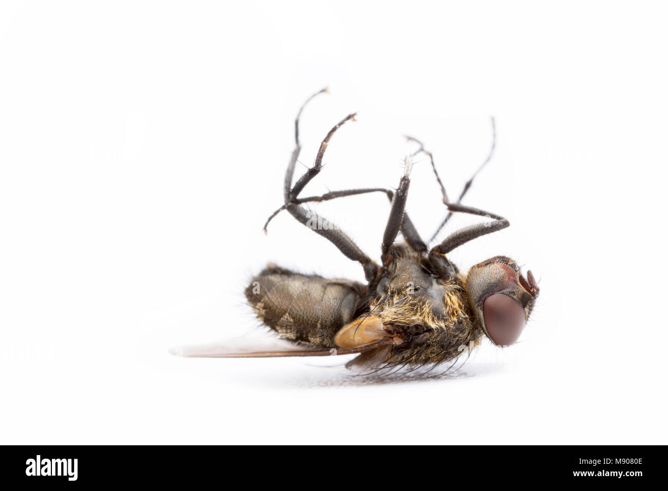 Un cluster mort fly, Pollenia rudis, sur un fond blanc. Ces mouches peuvent infester homes en grand nombre. England UK GO Banque D'Images Un cluster mort fly, Pollenia rudis, sur un fond blanc. Ces mouches peuvent infester homes en grand nombre. England UK GO Banque D'Images