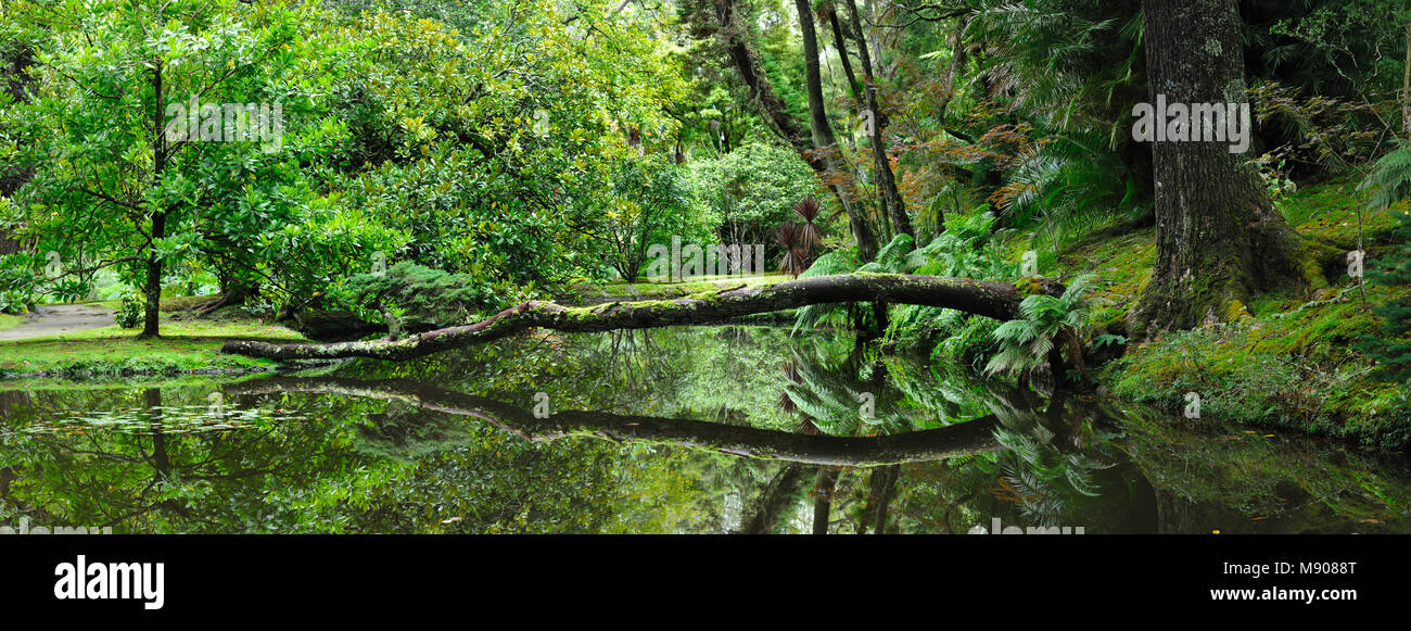 Fondée au 18e siècle, le Terra Nostra garden à Furnas est un des plus beaux et des jardins exotiques dans le monde. L'île de São Miguel, Açores Banque D'Images