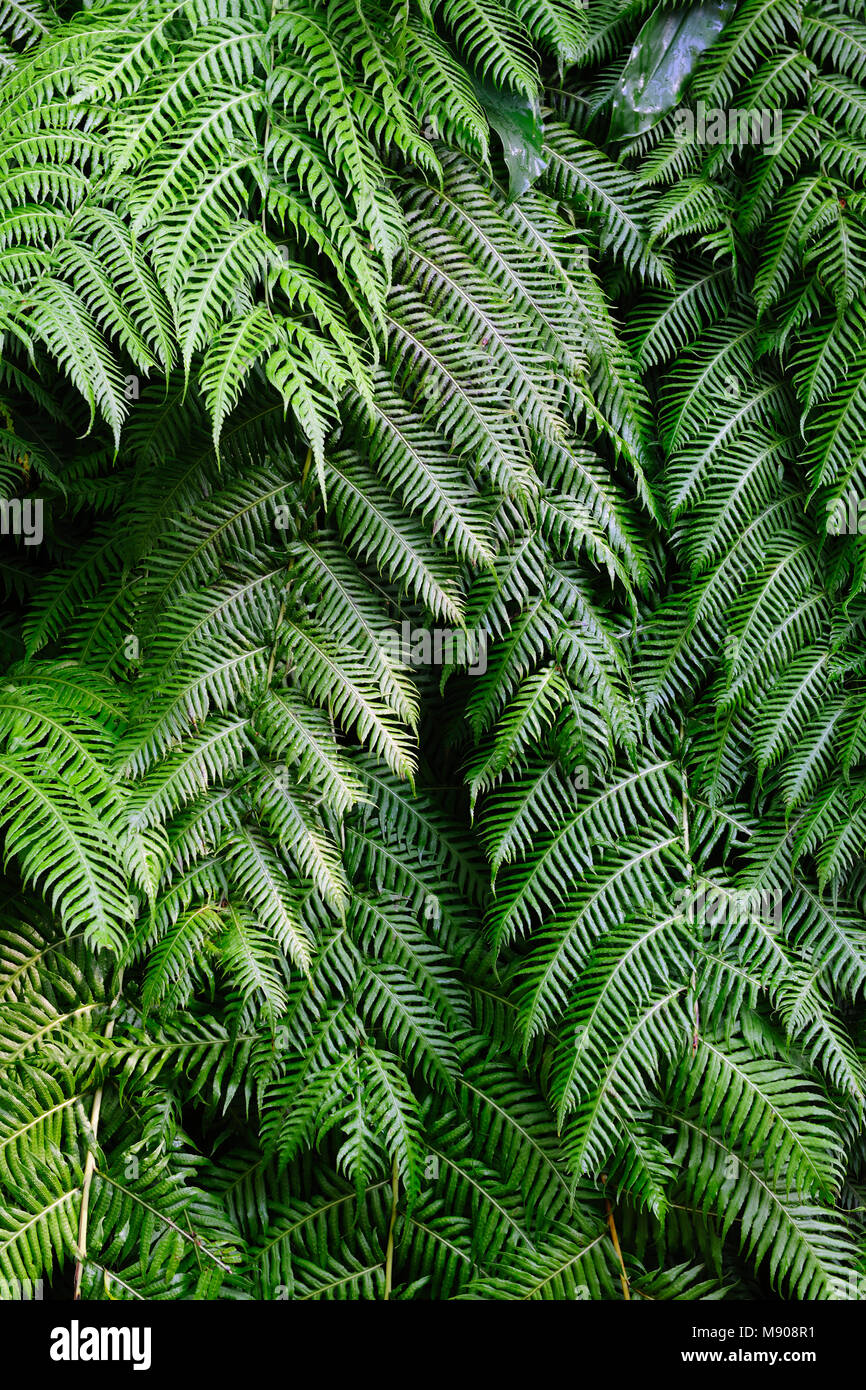 Fougères. Fondée au 18e siècle, le Terra Nostra garden à Furnas est un des plus beaux et des jardins exotiques dans le monde. São Miguel, Açores Banque D'Images