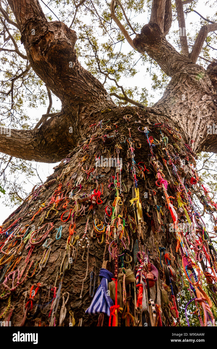 Bracelets colorés laissés par les visiteurs à un arbre utilisé par les Khmers rouges au club les bébés et les enfants à mort, Choeung Ek Killing Fields Centre Génocide, Phnom Penh, Cambodge, site où des dizaines de milliers de Cambodgiens ont été tués par les Khmers rouges sous les ordres de Pol Pot de 1975-1979. Banque D'Images