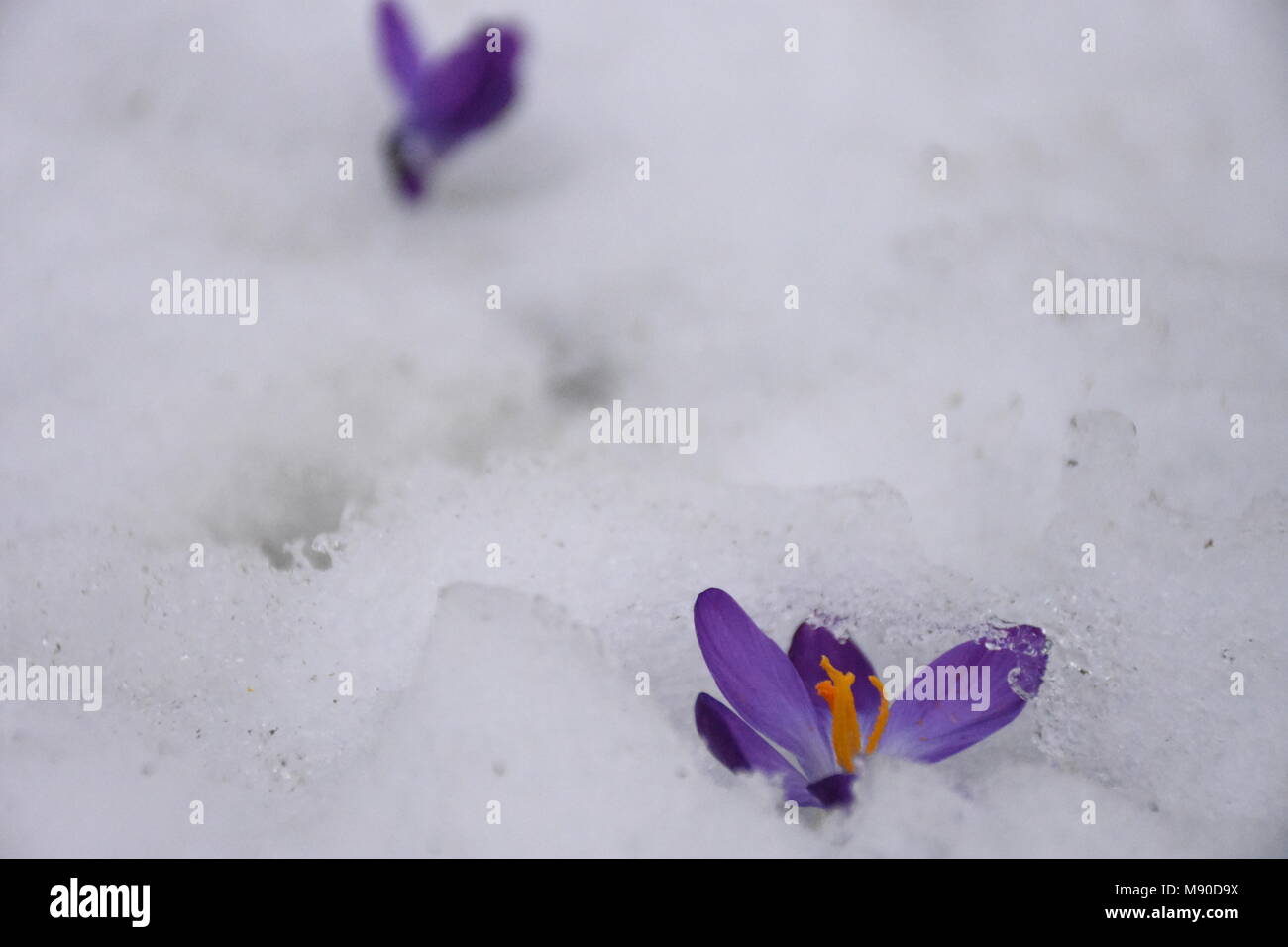 Crocus émergeant de la neige Banque D'Images