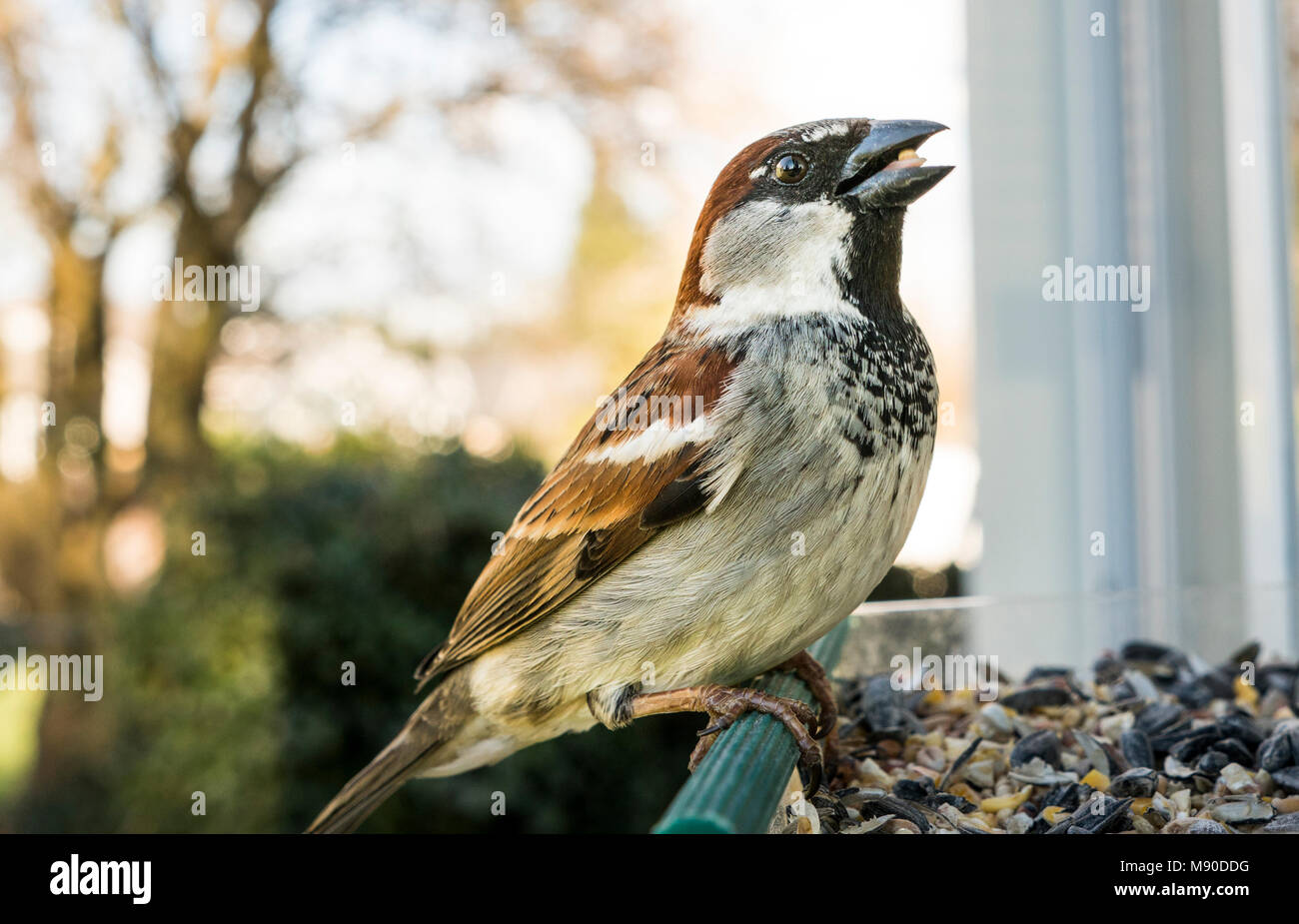 Sparrow commun trouvé dans le Pacifique nord-ouest à la recherche de nourriture pour un repas d'alimentation Banque D'Images