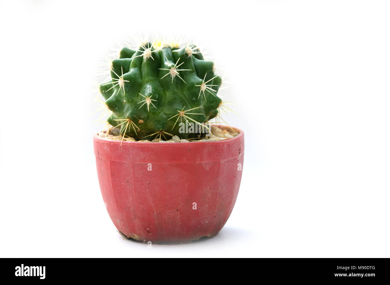 Vintage Cactus sur le fond blanc. Banque D'Images