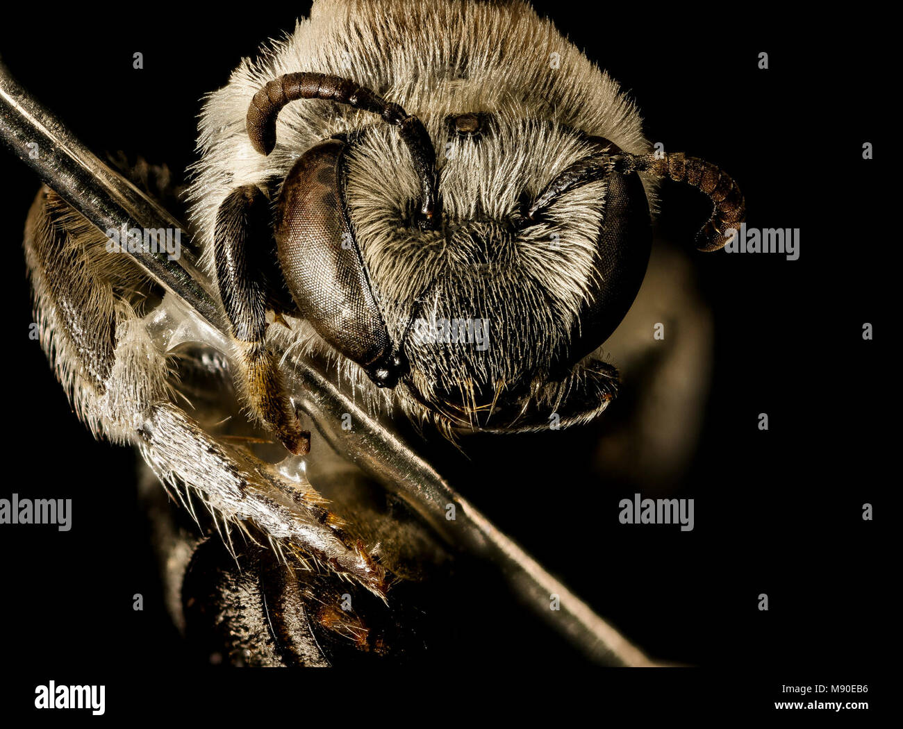 Colletes brevicornis, f, le visage, le Pr George's Co Maryland Banque D'Images