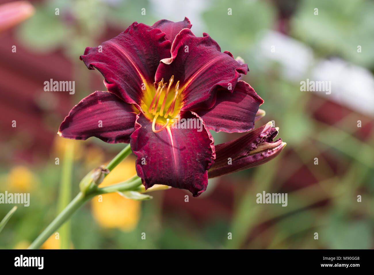 'Ed Murray' hémérocalle, Daglilja (Hemerocallis) Banque D'Images