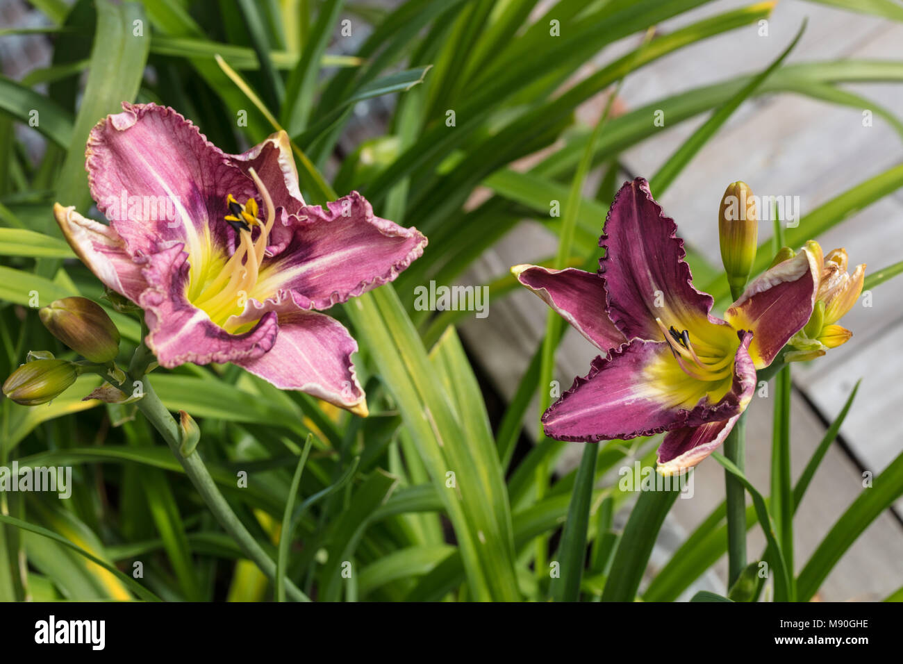 'Druid et Chant de l'hémérocalle, Daglilja' (Hemerocallis) Banque D'Images