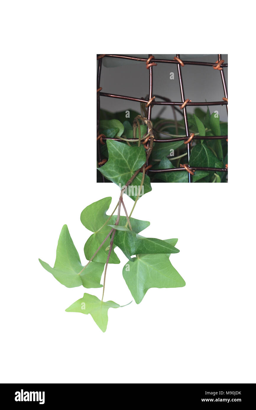 Accueil Vert plante poussant à travers une fenêtre avec grille métallique. Isolated on white with clipping path Banque D'Images