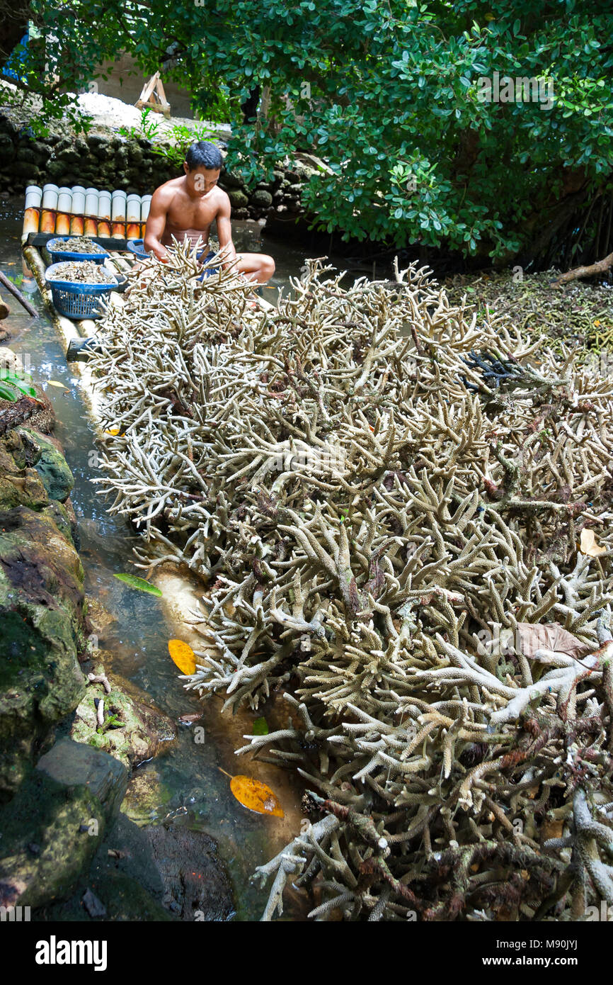 Originaire de l'île de Yap est la préparation de vivre les coraux durs, récoltés à partir d'un récif de corail, pour le faire cuire et ensuite broyé en une poudre de chaux qui est sol Banque D'Images