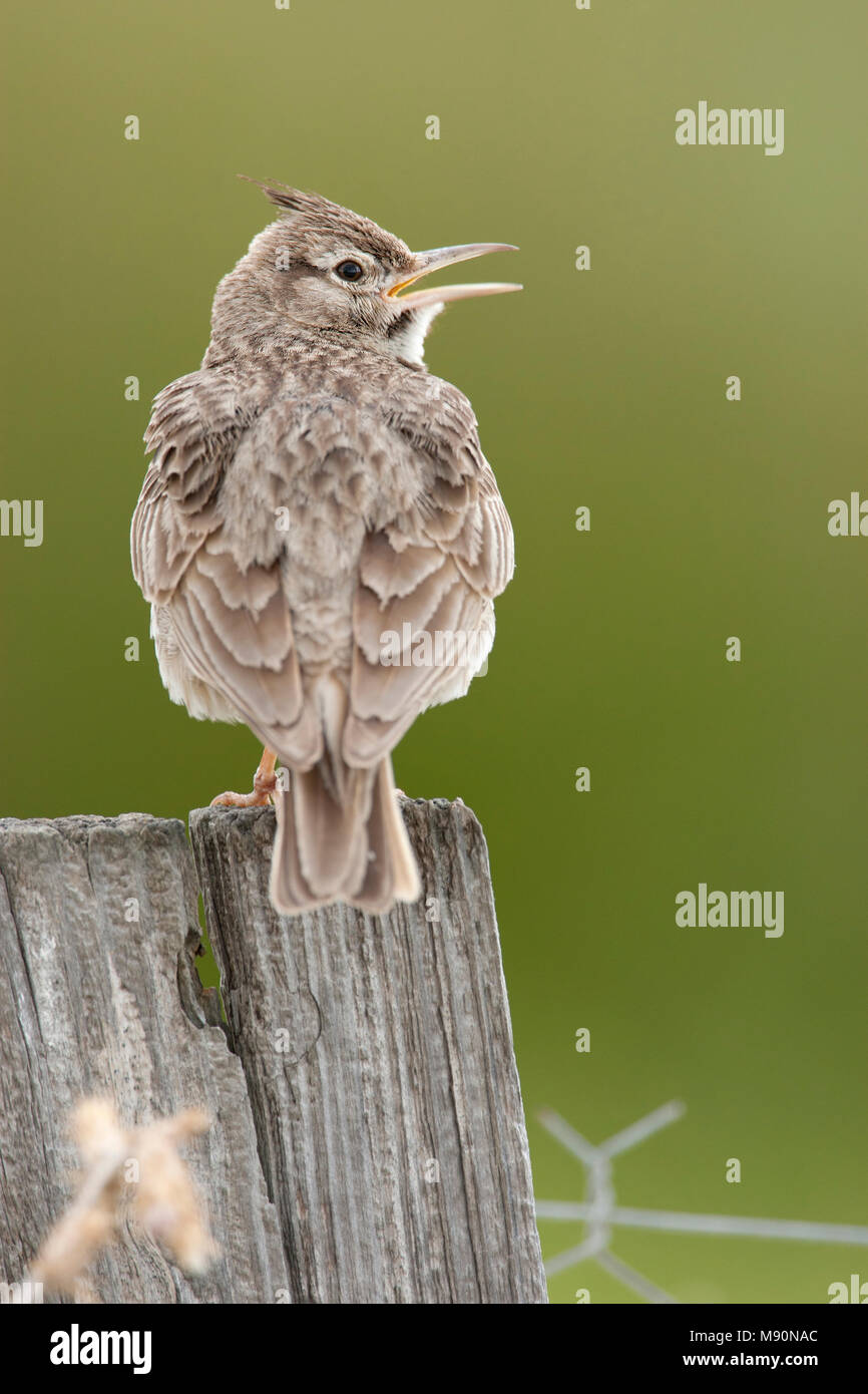 Kuifleeuwerik zingend op houten paal Lesbos Grèce, Crested Lark au poteau en bois chantant Lesbos, Grèce Banque D'Images