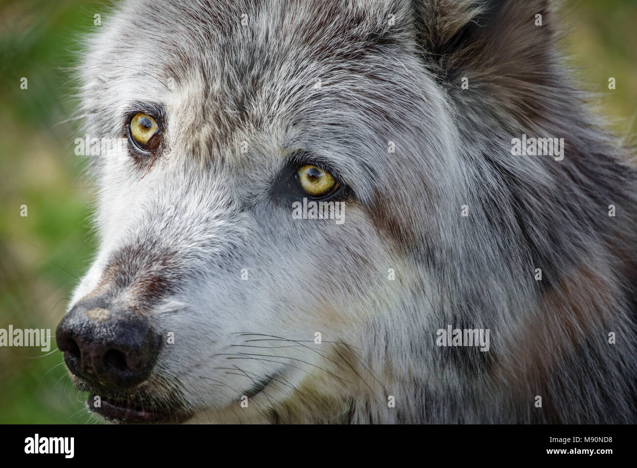 Tête de loup canadien derrière fence Banque D'Images