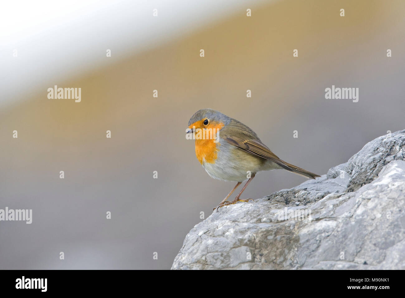 Roodborst langs de kust tijdens vogeltrek Nederland, Robin le long de la côte pendant la migration Pays-Bas Banque D'Images