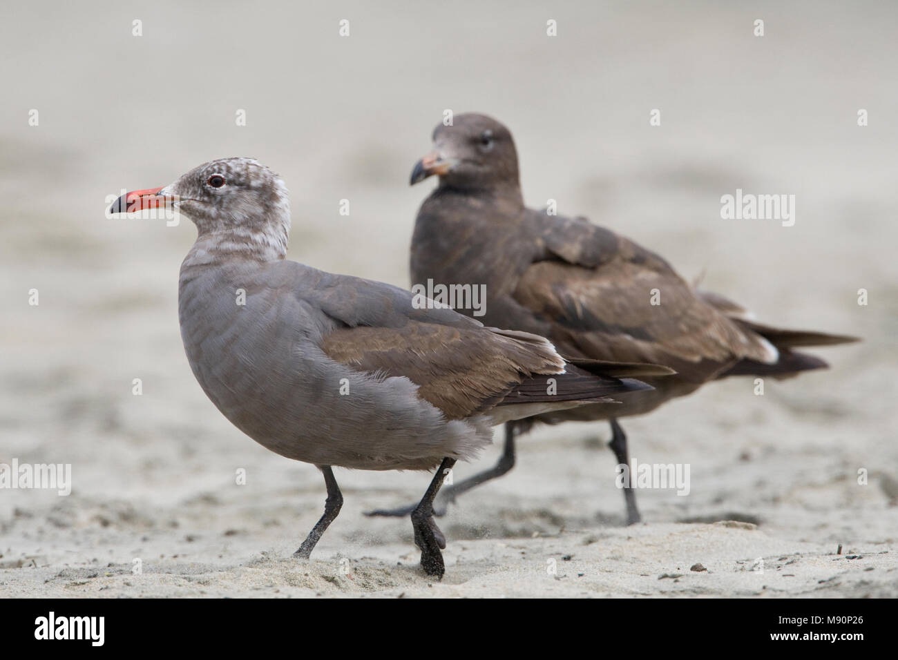 De meeuw Californie USA Heermann, Heermann's Gull California USA Banque D'Images