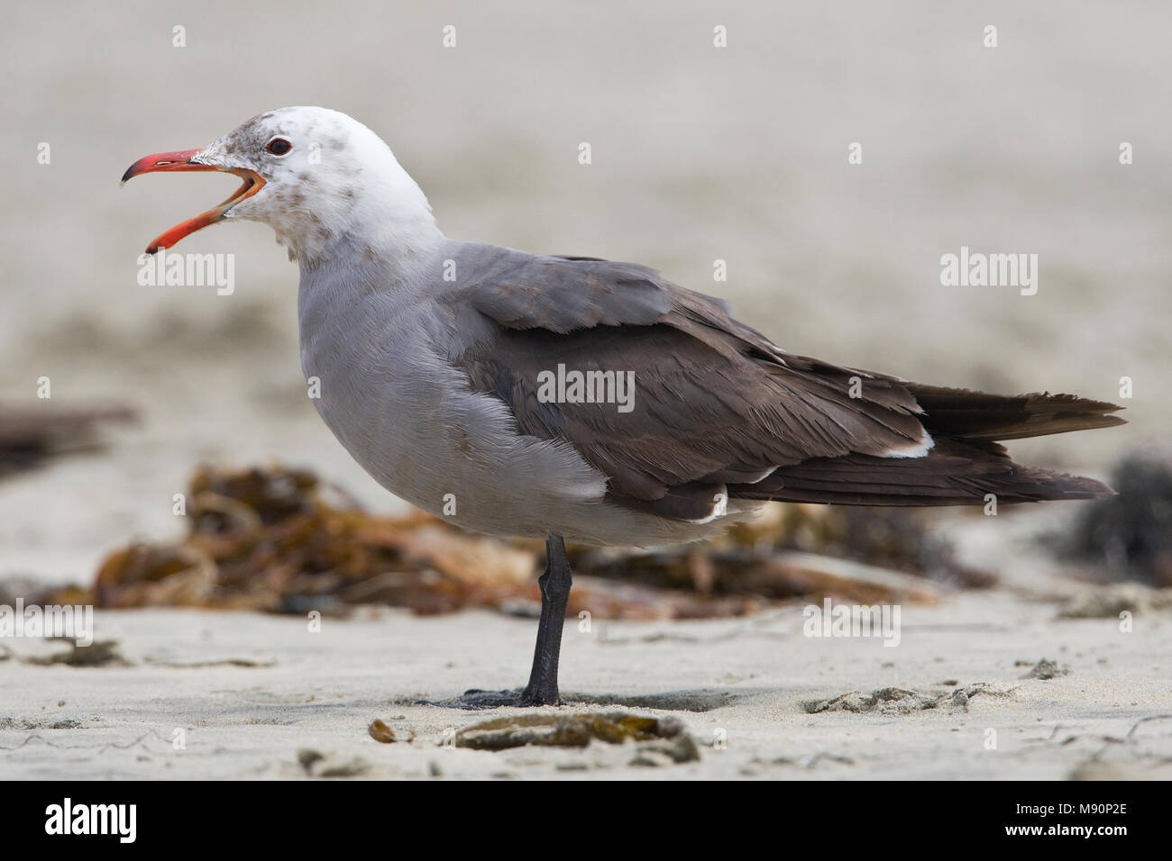 Volwassen Heermann-meeuw op strand Californie USA, la mouette de Heermann adultes sur Beach California USA Banque D'Images