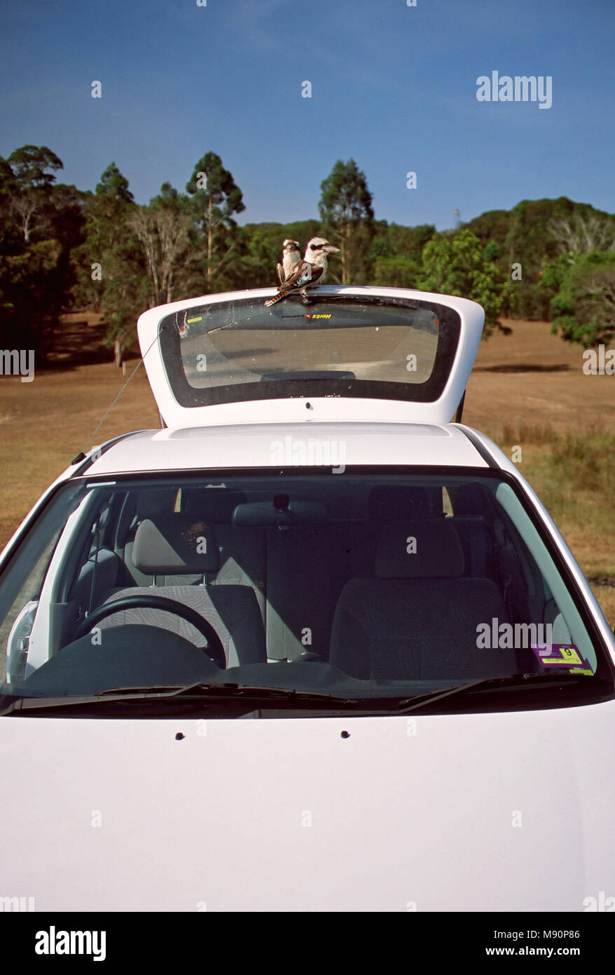 Kookaburra twee vogels zittend op auto Australie Kookaburra riant, assis sur deux oiseaux Australie voiture Banque D'Images