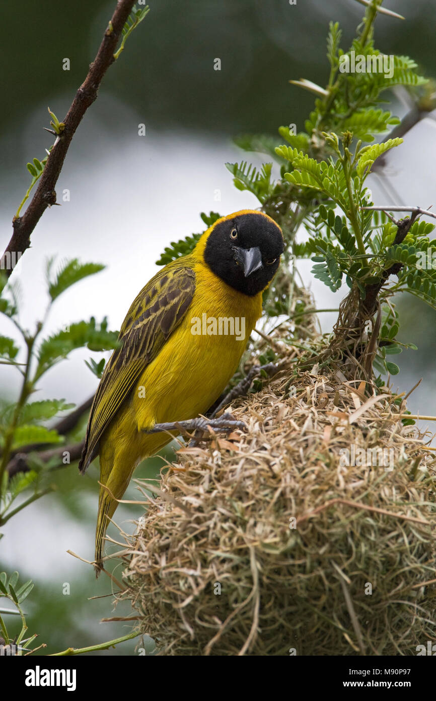 Mannetje Kleine Textorwever bij nest Namibie, homme moindre Masked-Weaver au nid en Namibie Banque D'Images