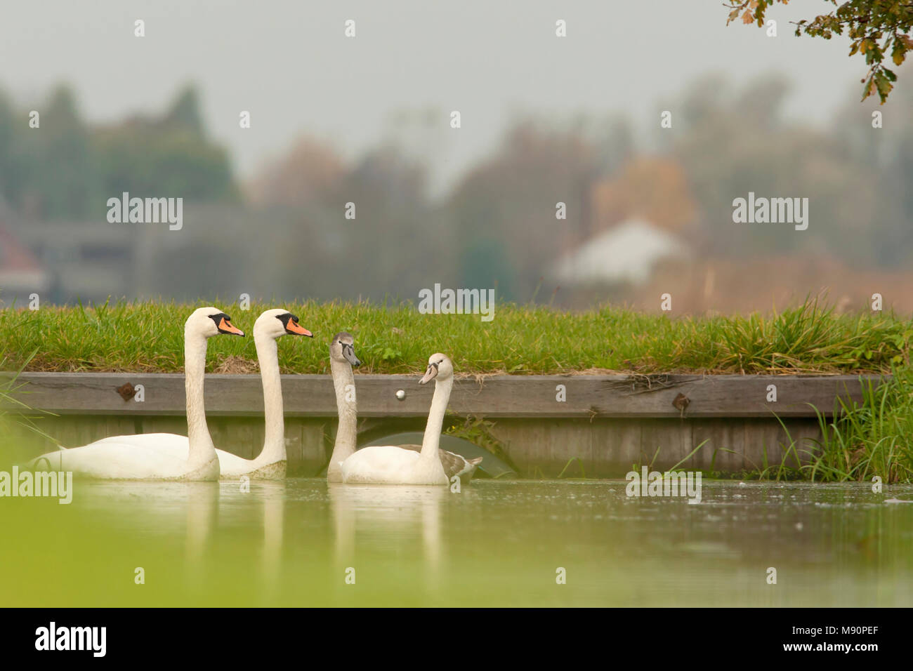 Een jongen rencontré Knobbelzwaan dans boerensloot, Cygne muet avec les jeunes dans un fossé Banque D'Images