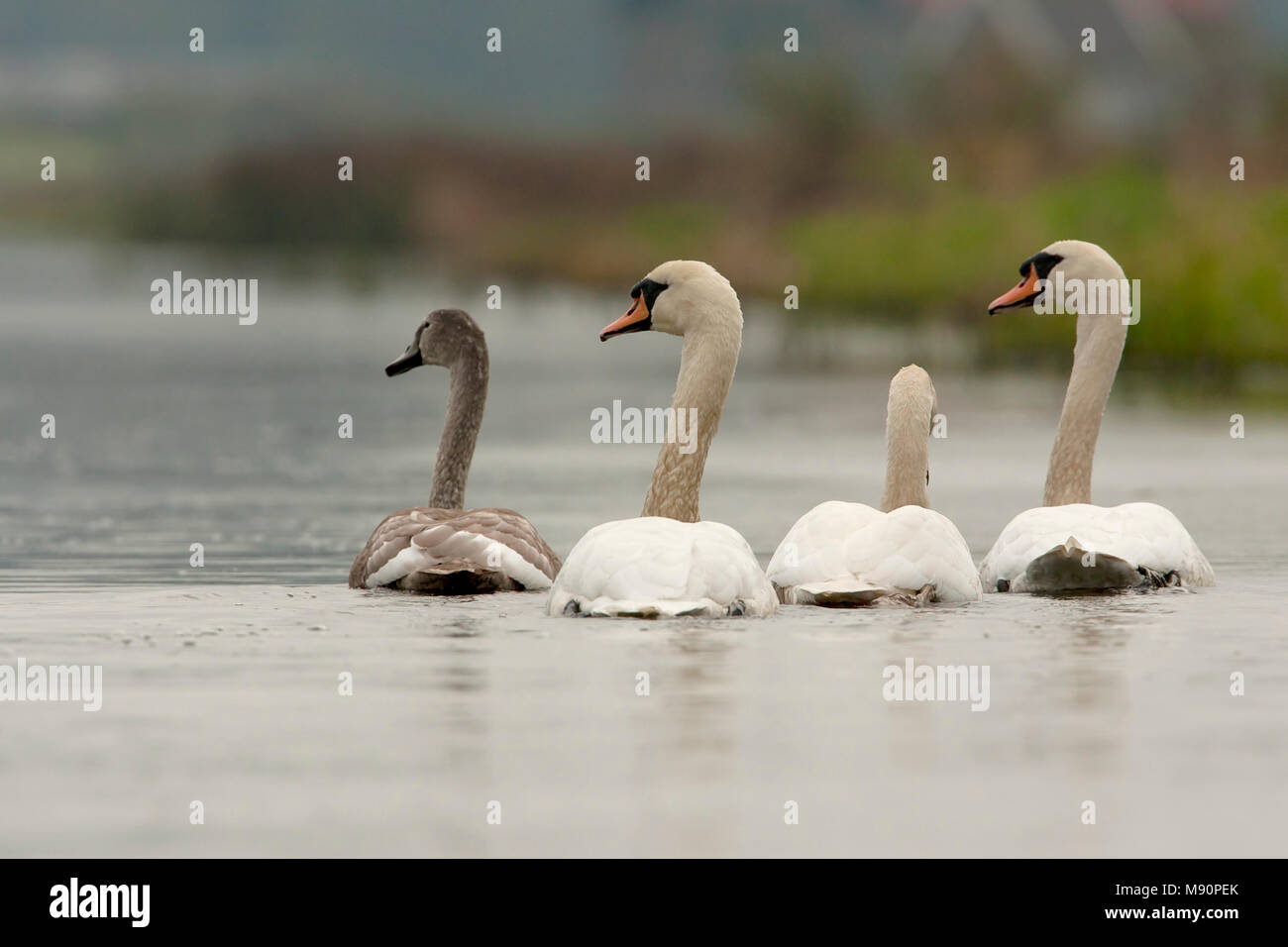 Een jongen rencontré Knobbelzwaan dans boerensloot, Cygne muet avec les jeunes dans un fossé Banque D'Images