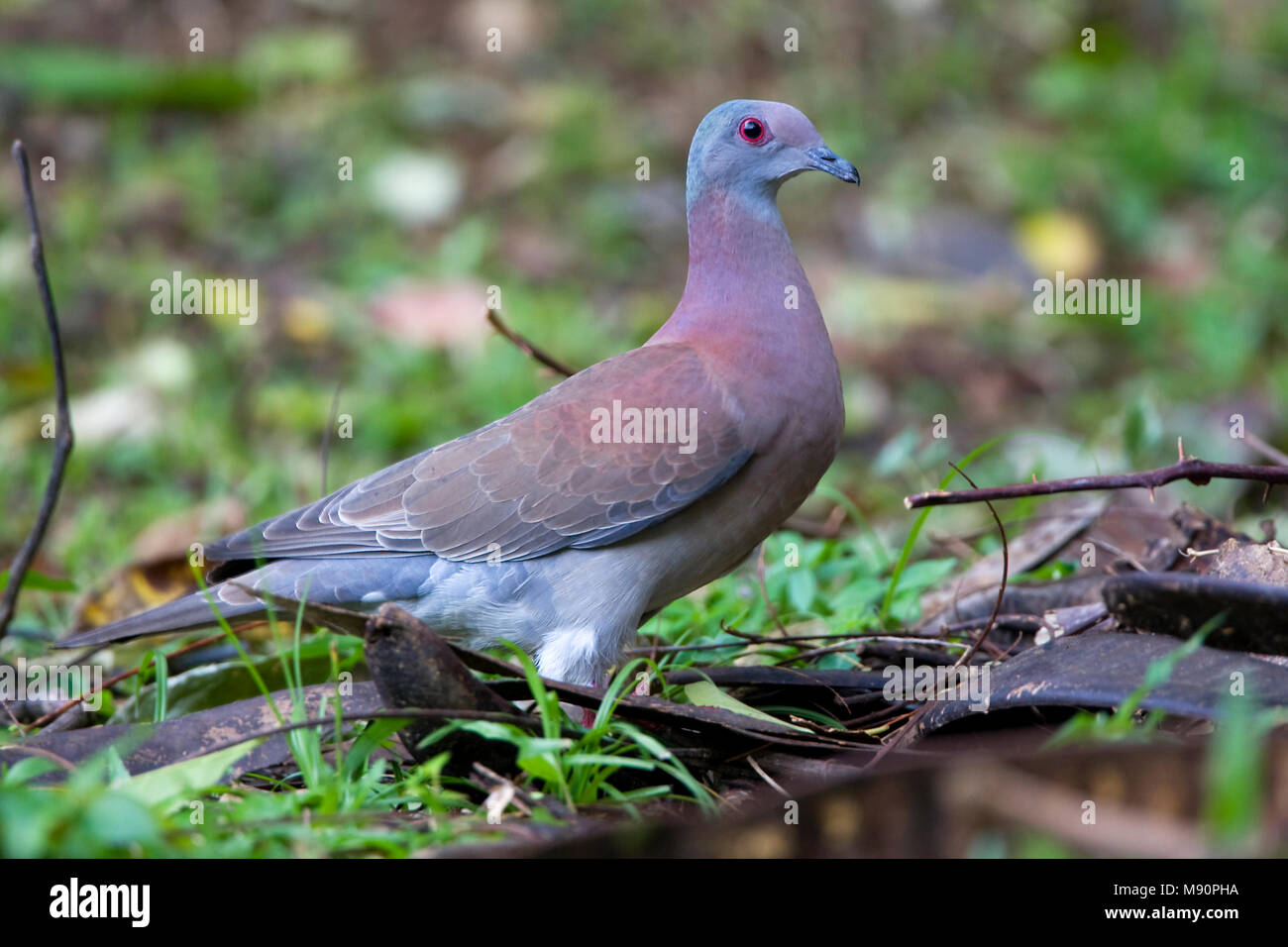 Rosse Duif op bosbodem-Tobago, Pâle évent Pigeon à forestfloor-Tobago Banque D'Images