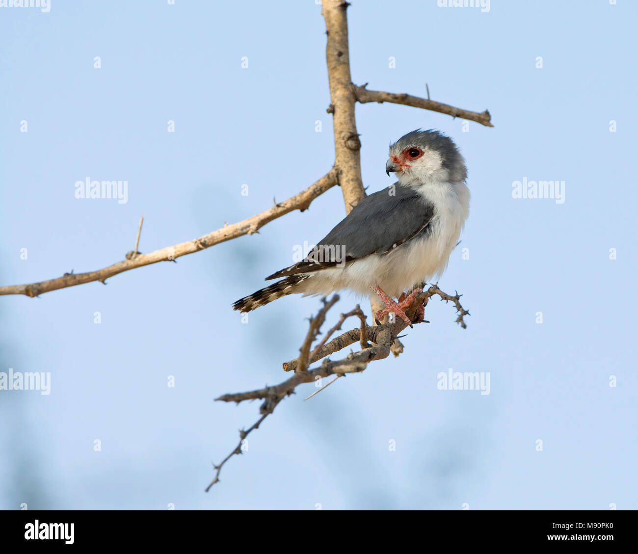Mannetje Lexiques Dwergvalk zittend op tak Namibie, homme Pygmy Falcon perché à la Namibie de la direction générale Banque D'Images