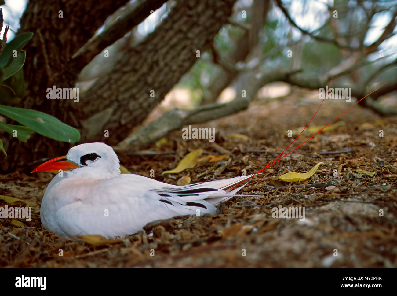 Roodstaartkeerkringvogel nid op adultes Australie, rouge-queue sur son nid en Australie Banque D'Images