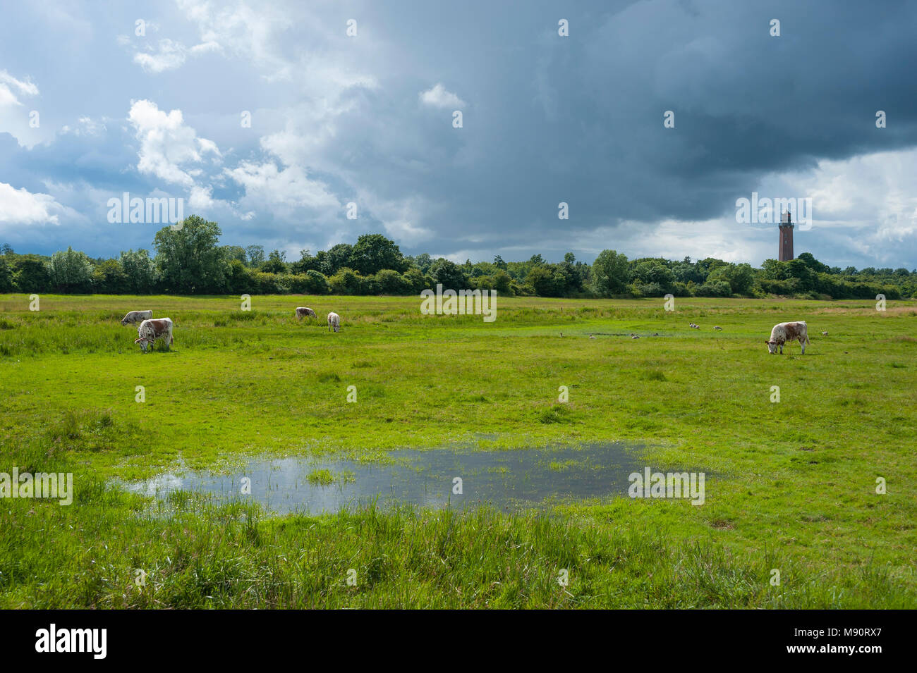 Réserve naturelle avec des prés-salés, Hohwachter Bucht Neuland Phare, la baie, la mer Baltique Behrensdorf, Schleswig-Holstein, Allemagne, Europe Banque D'Images